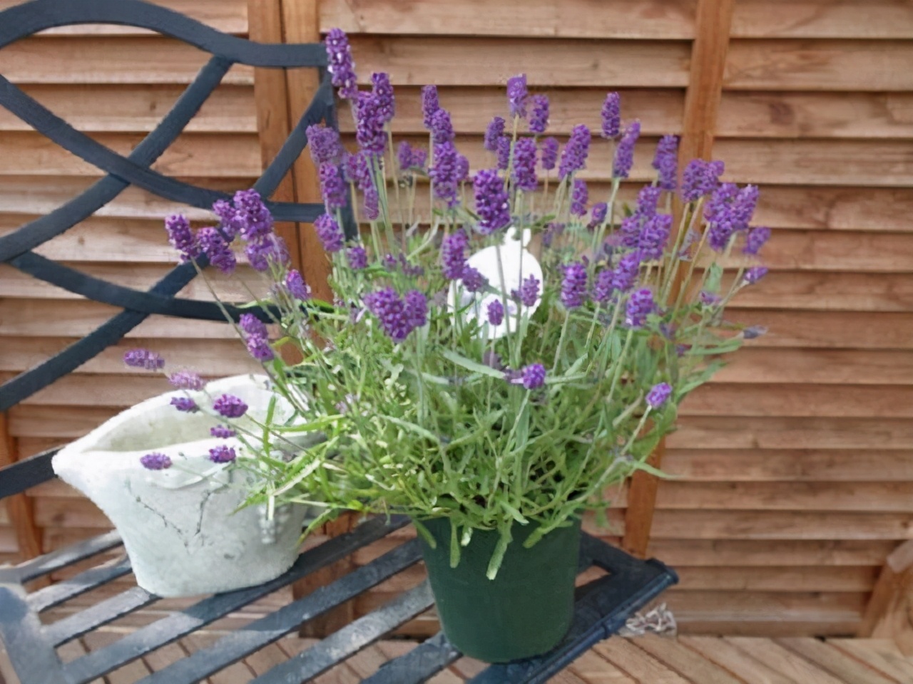 失眠在床边放什么容易睡着,它是失眠的救星