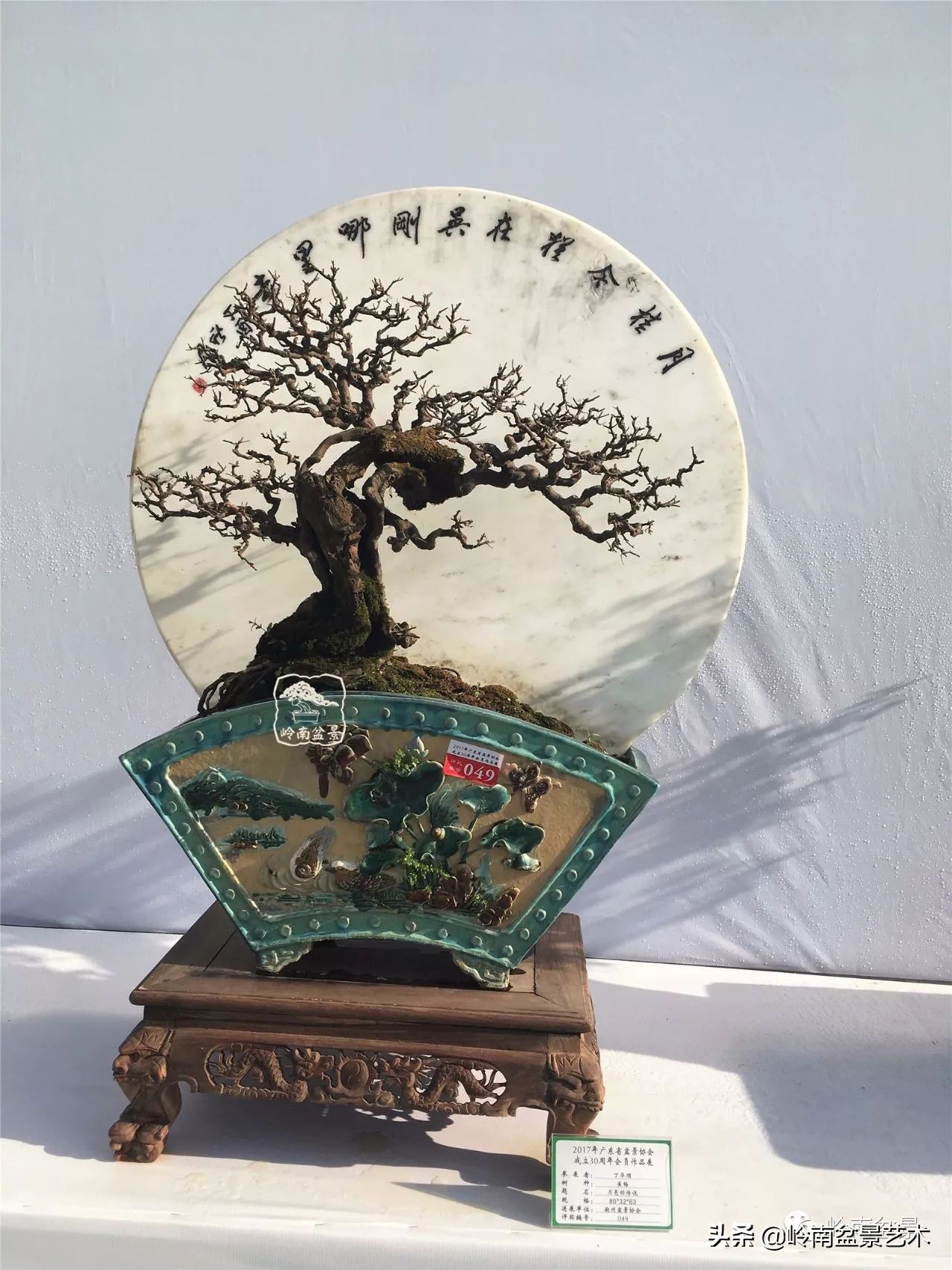 精品雀梅盆景名称,值得收藏的盆景作品欣赏