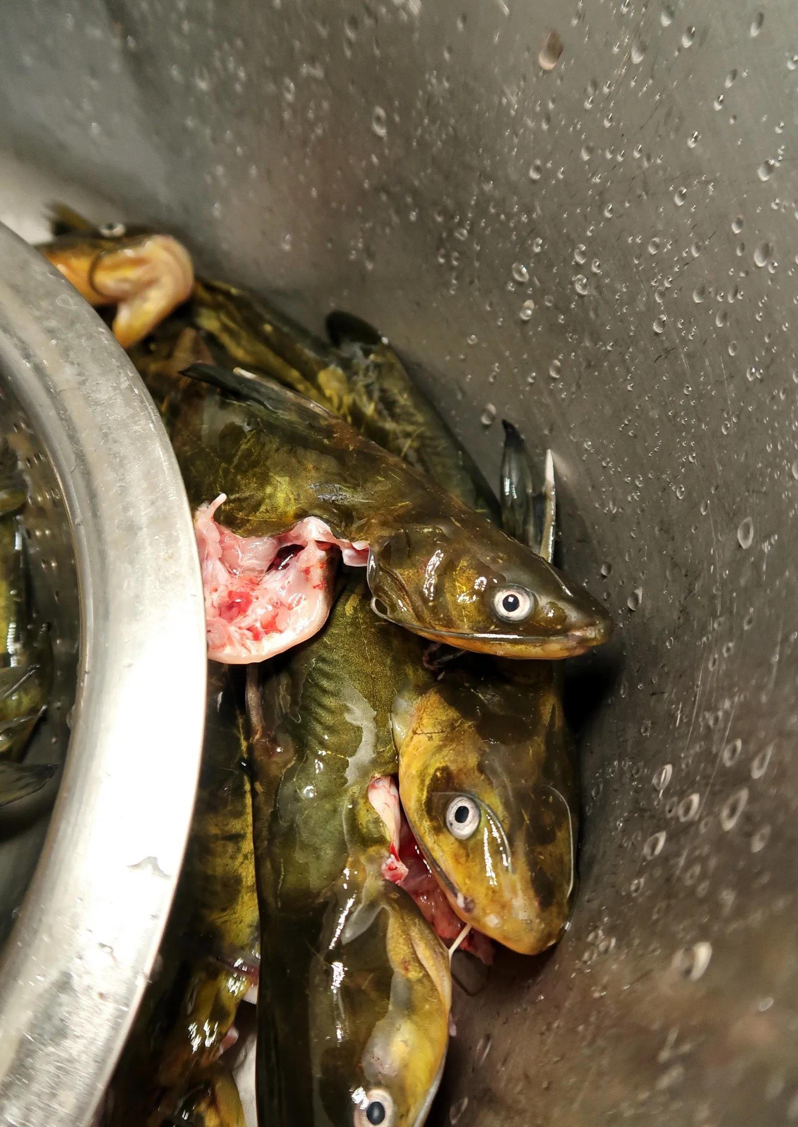 黄辣丁拿盐巴和料酒腌渍搓洗,它胡子刺很利,要格外小心。