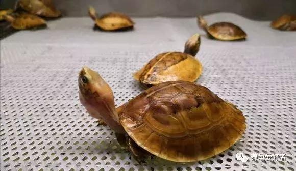 龟类冬眠期,龟什么时候开始冬眠