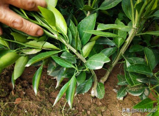 家养盆栽桔子树不开花结果,盆栽柑橘树怎么养