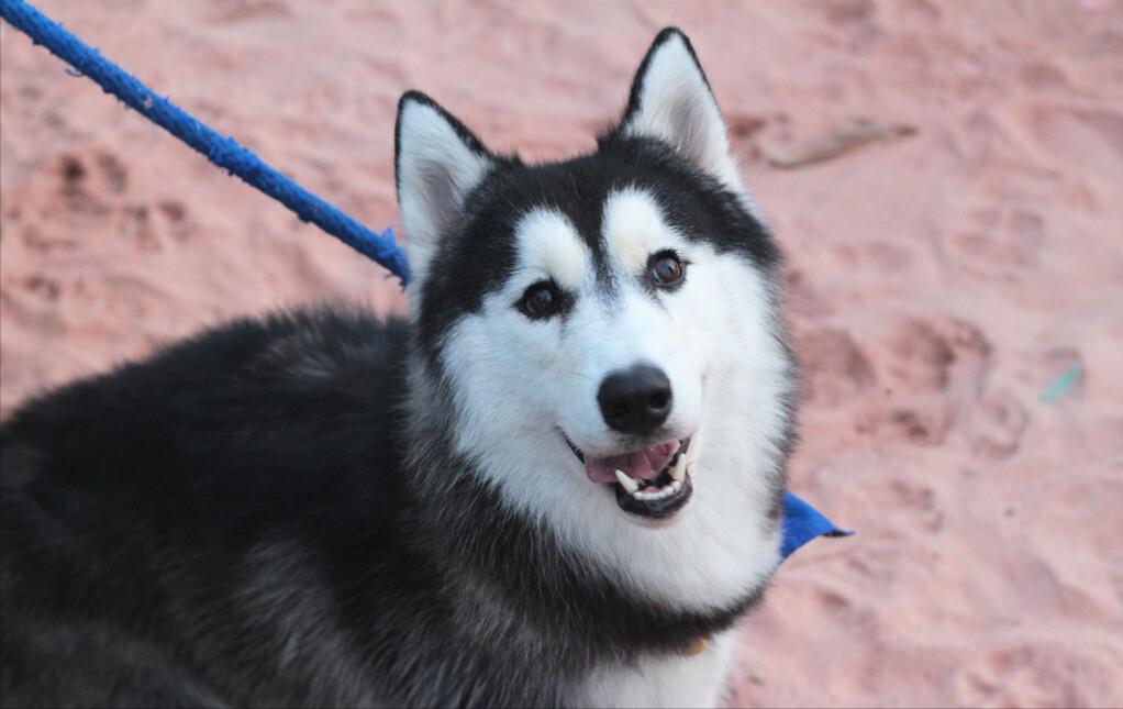 网评“无攻击性”的3种狗，性格温顺，养过的人都懂