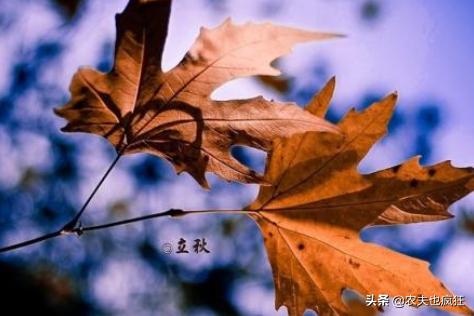 立秋夏已尽秋将至,立秋有雨样样收全文
