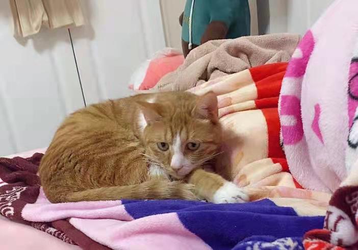 啥猫粮靠谱,大家选哪种猫粮最好