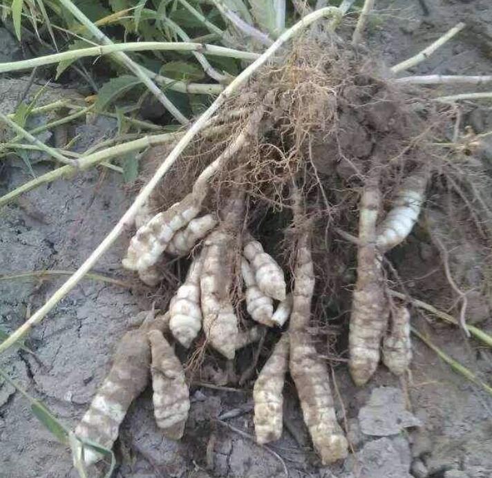 农地里有1种“地环”,比车前草顽强,1斤卖20元,珍贵、值钱