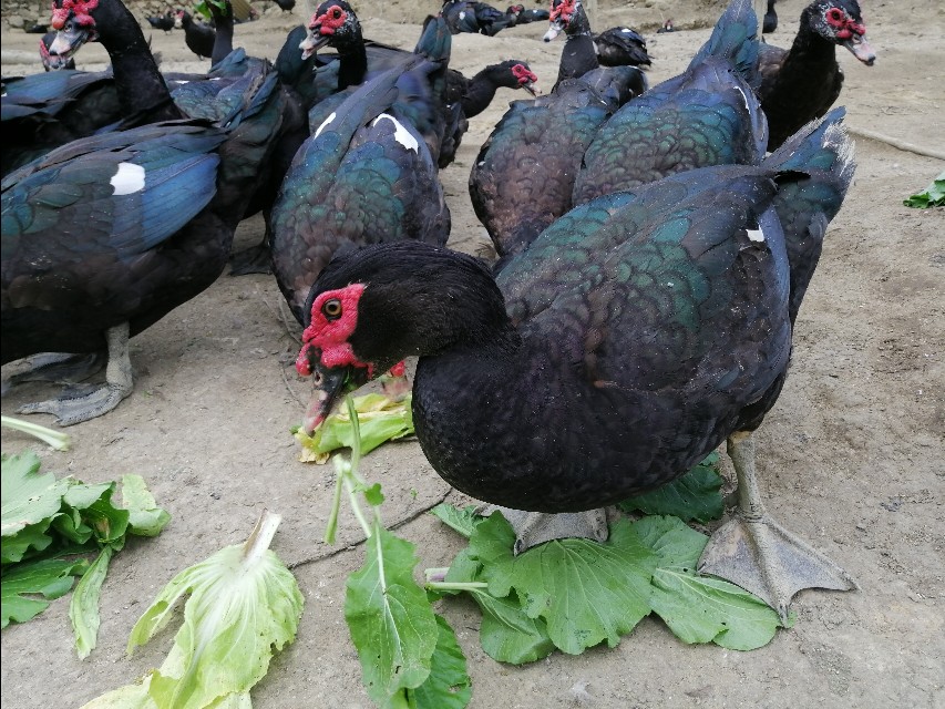 大山里的原生态放养黑番鸭,农村养殖番鸭视频