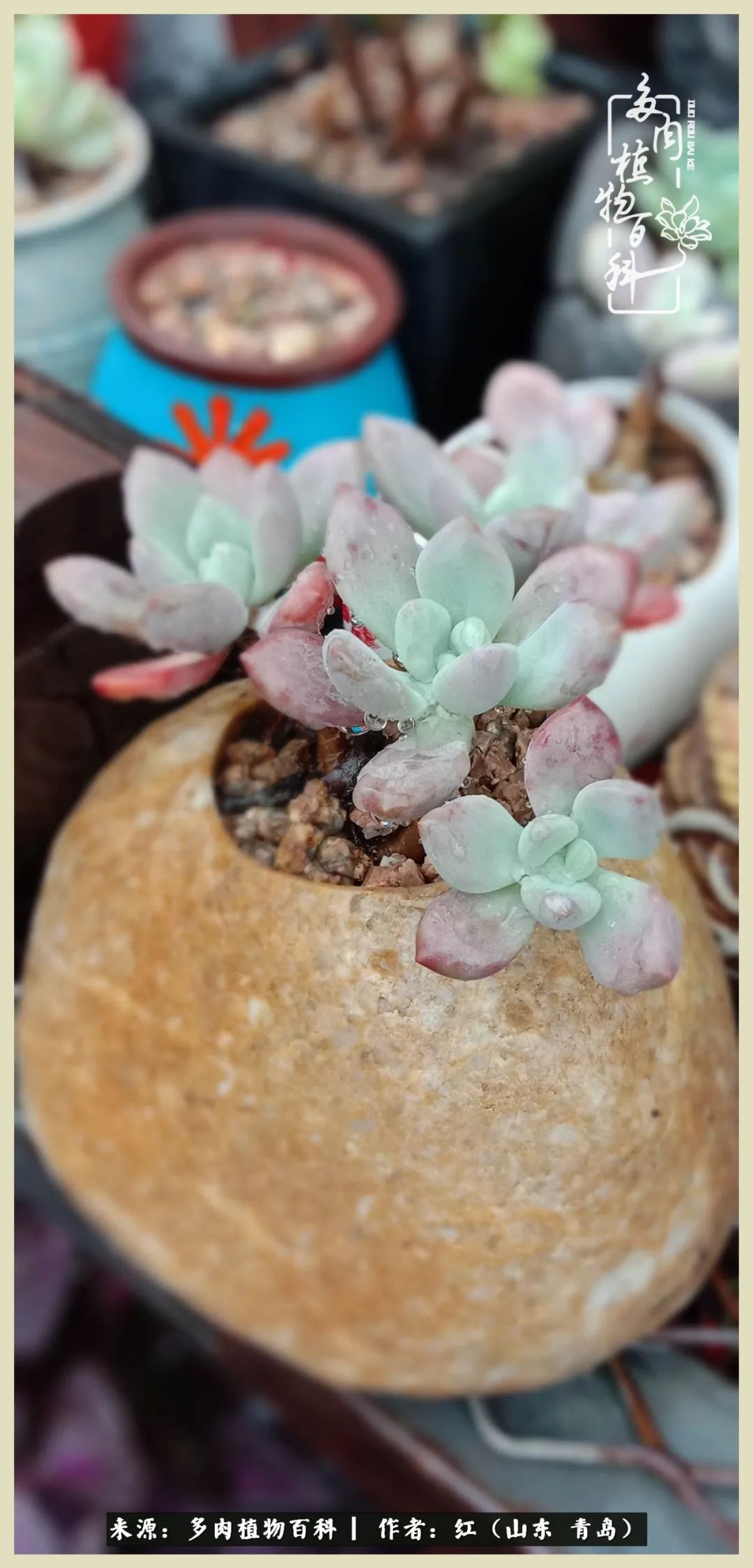 度夏多肉秋天发根,度夏坚强活下来的肉肉们