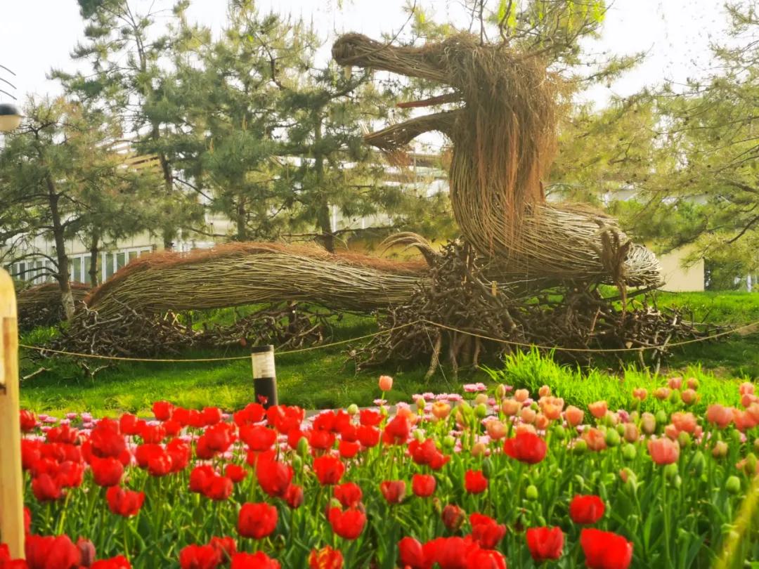 北京丰台五一旅游最佳去处,丰台区赏花景点