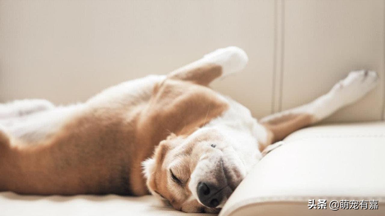 关于狗狗有趣的冷知识,学习关于狗狗的16个冷知识