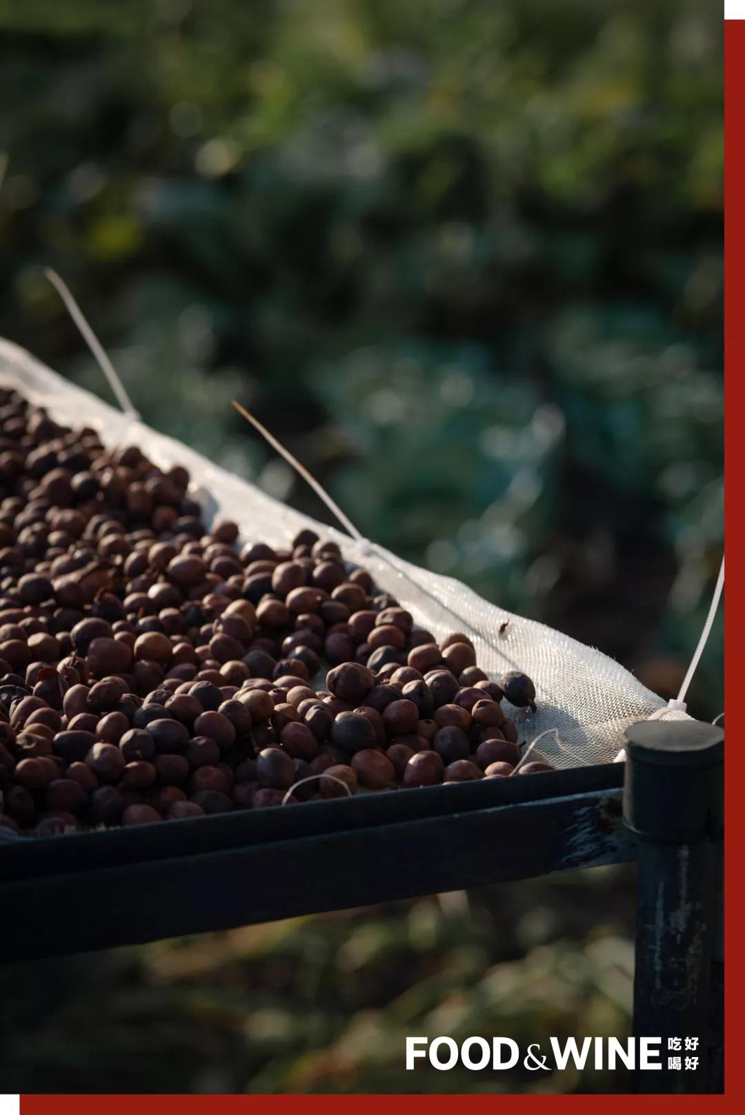 云南咖啡排名,云南咖啡十大品牌