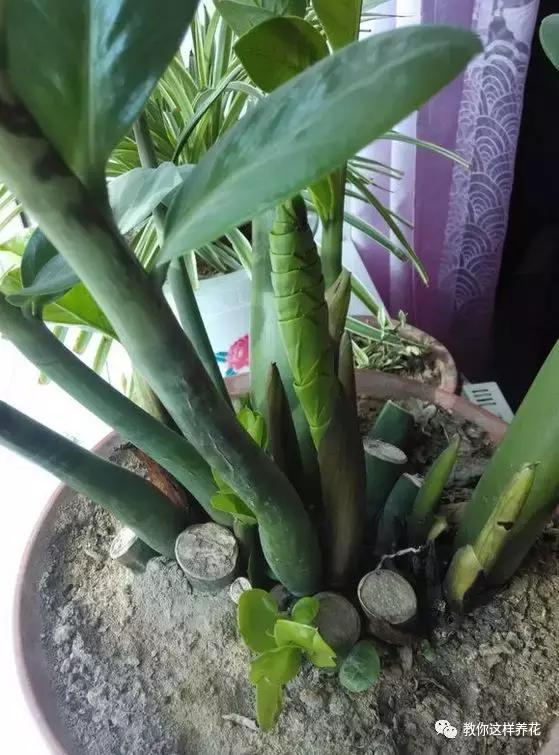 家里三种最旺财的花卉,家里招财旺宅的花