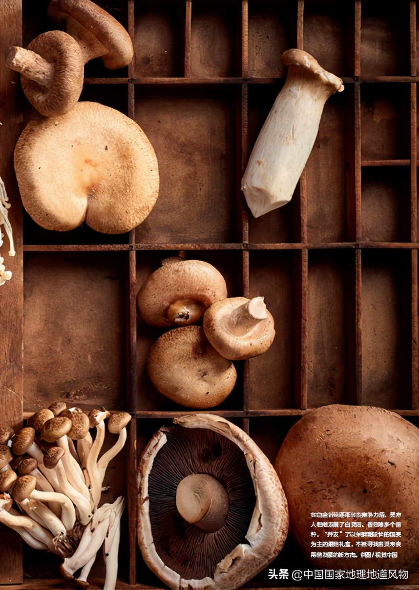 灵寿县蘑菇,灵寿蘑菇