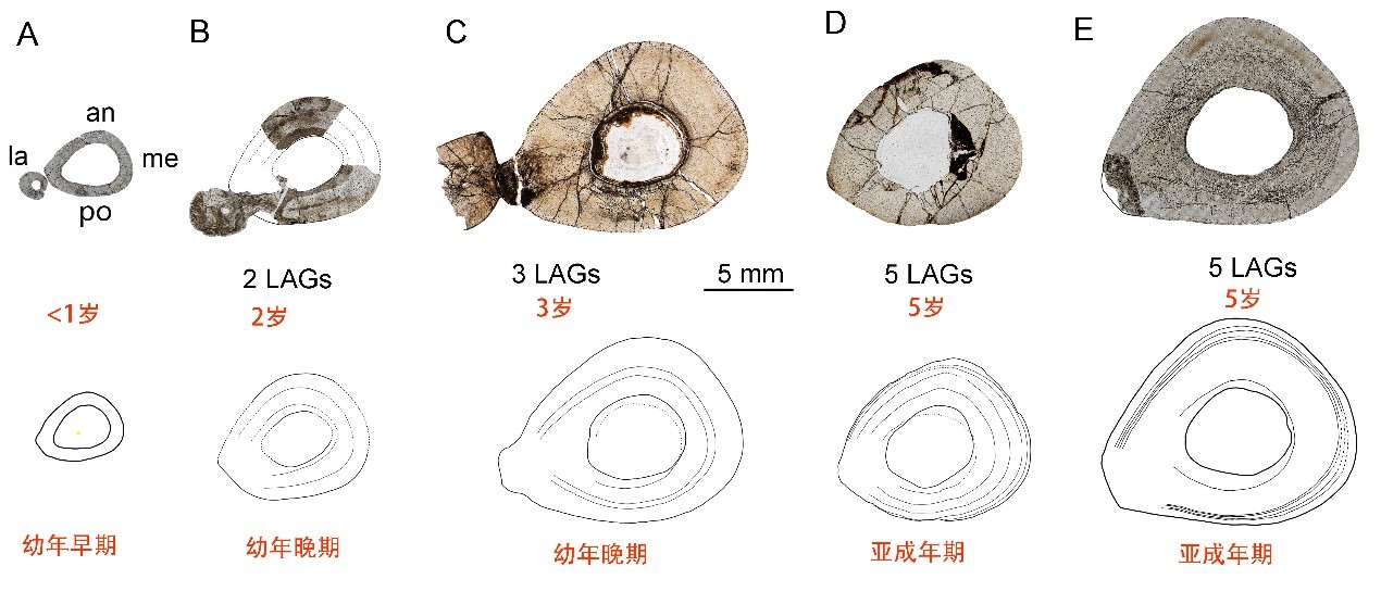 为啥恐龙可以一辈子长长长,而我们却不能?古生物学家从骨组织学上揭开了秘密