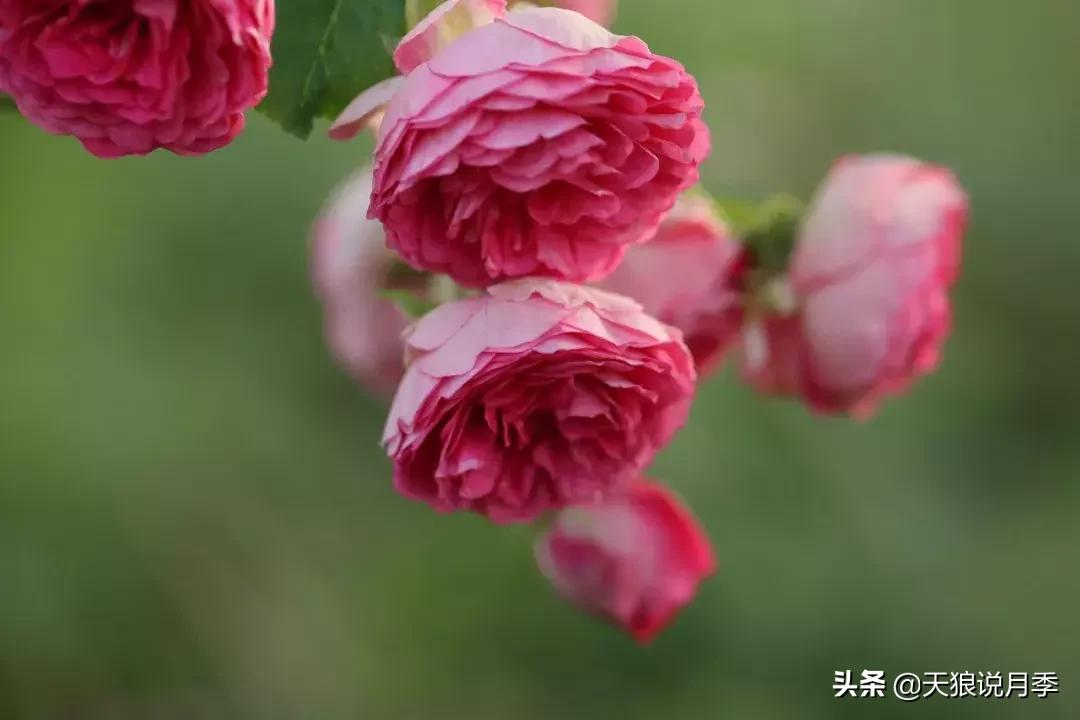 抗病性好的月季推荐,哪些月季品种抗病强