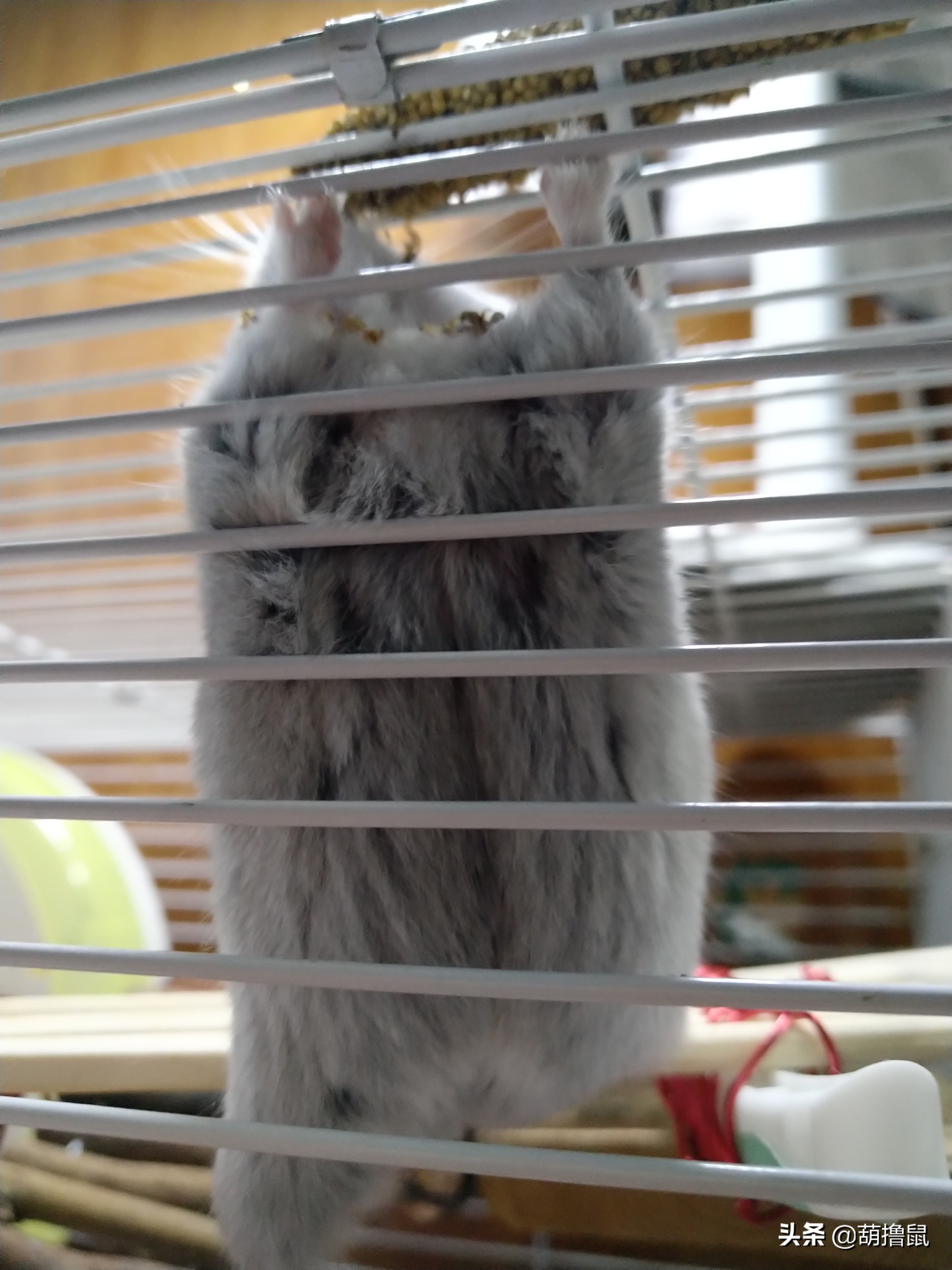 仓鼠繁育注意事项,仓鼠怀孕后的注意事项