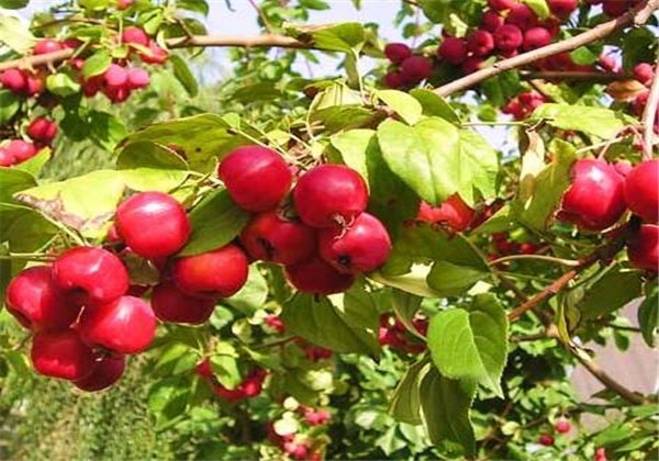 海棠果的栽培方法,海棠果熟了硕果累累