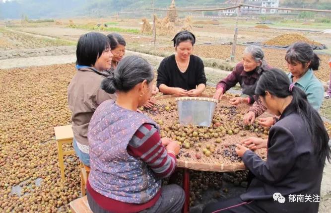 茶油粘锅,茶油炸锅巴