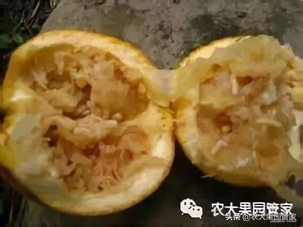 果实蝇对脐橙花有危害吗,果实蝇防治最有效方法