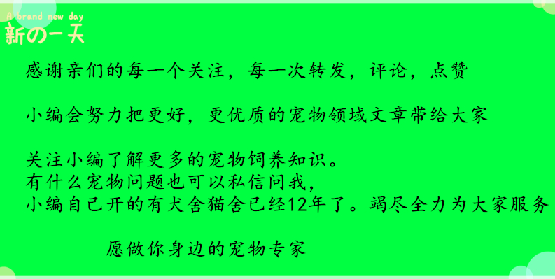 巴哥犬简介,犬种介绍德牧