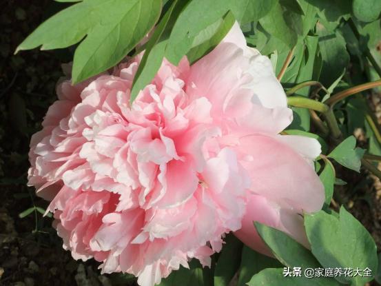 牡丹雍容华贵芍药清雅婉约,牡丹的介绍和图片大全