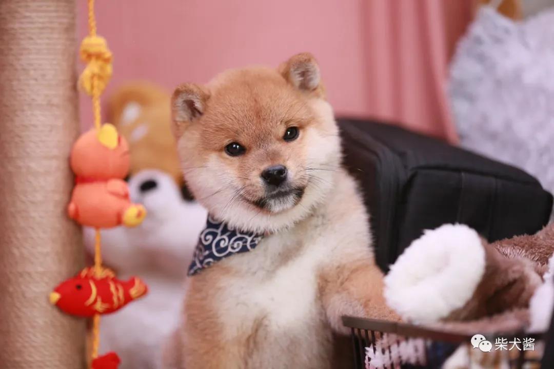 上海哪里可以买到柴犬,上海哪里买柴犬最好