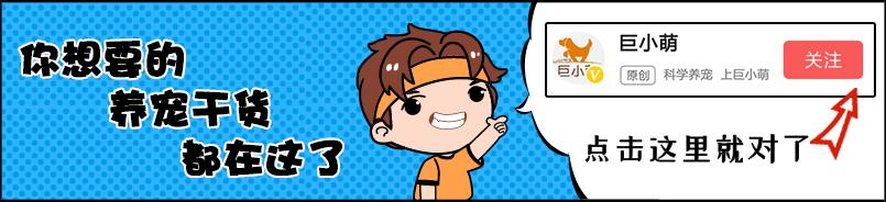 成年狗狗体温38.7算发烧吗,狗狗大腿内侧体温多少正常求回答