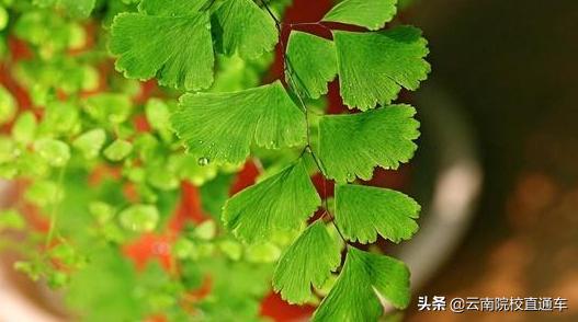 往年高考掉档是什么原因,高考掉档对下一批有什么影响