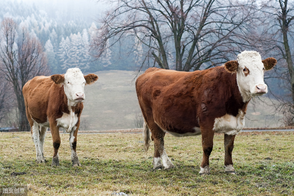 母牛子宫内膜炎症的最佳治疗方法,治母牛子宫内膜炎可打针吗