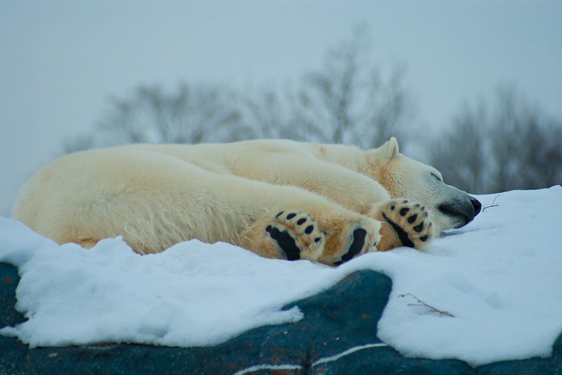 大熊猫不但有黑白色也有棕白色,白色大熊猫健康吗