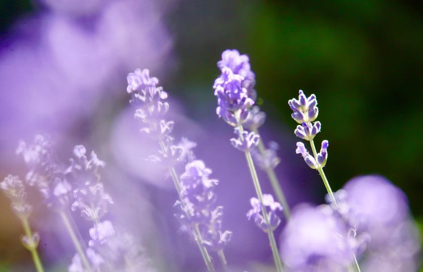 植物物语香草沐浴露,植物园薰衣草