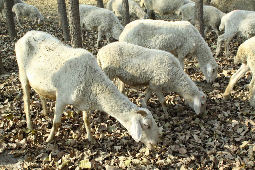 羊胸膜肺炎疫苗副作用,羊胸膜肺炎的注射方法