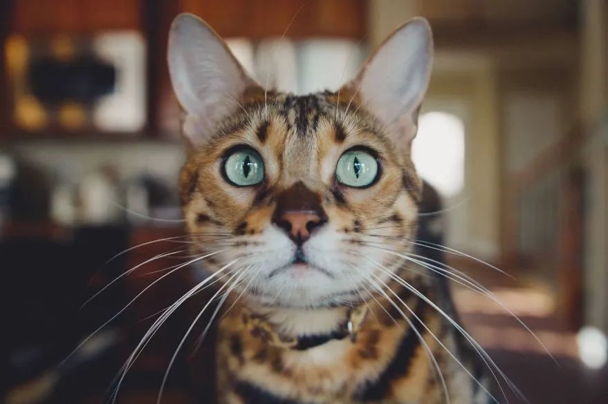 你知道猫咪胡须的秘密么,捡到猫咪的胡子有什么寓意