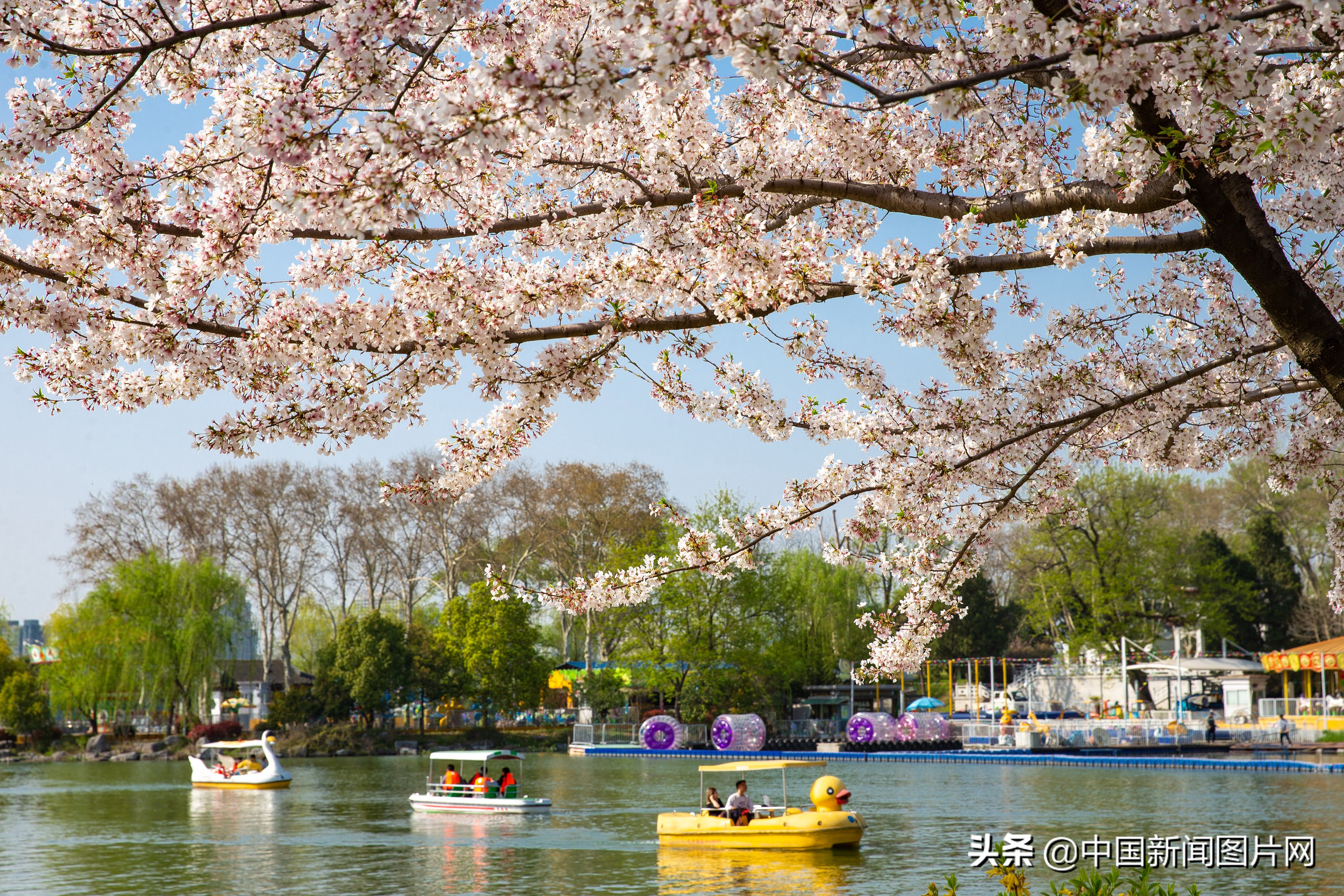 南京珍珠河两岸樱花烂漫,江苏南京樱花烂漫春意浓
