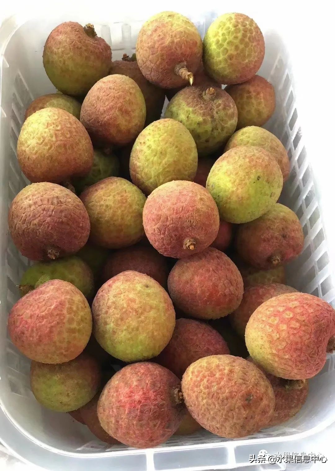 海南水果都有哪些品种图片及名称,海南水果上市时间表赶快收藏吧