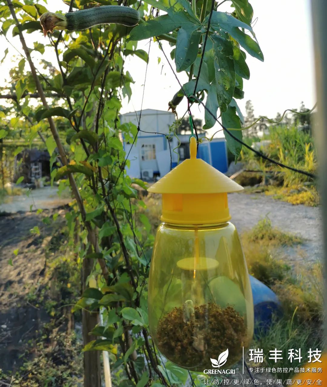 诱粘瓜实蝇,实蝇诱粘剂