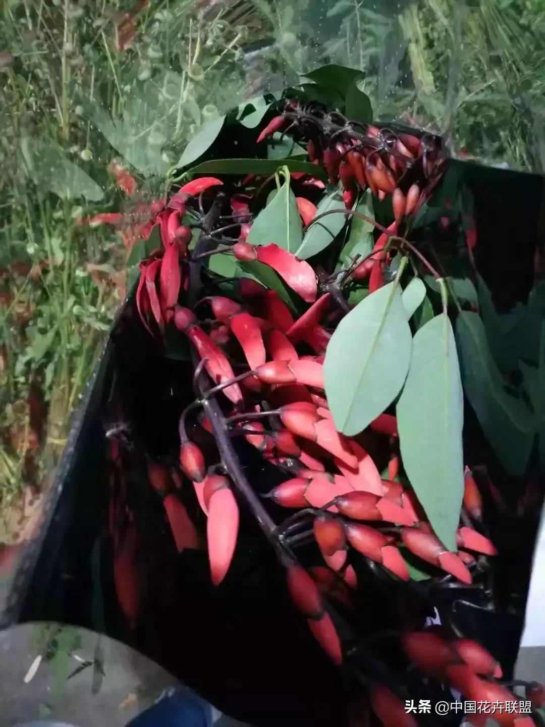 春天花市有哪些花材,便宜又大把的花材有哪些