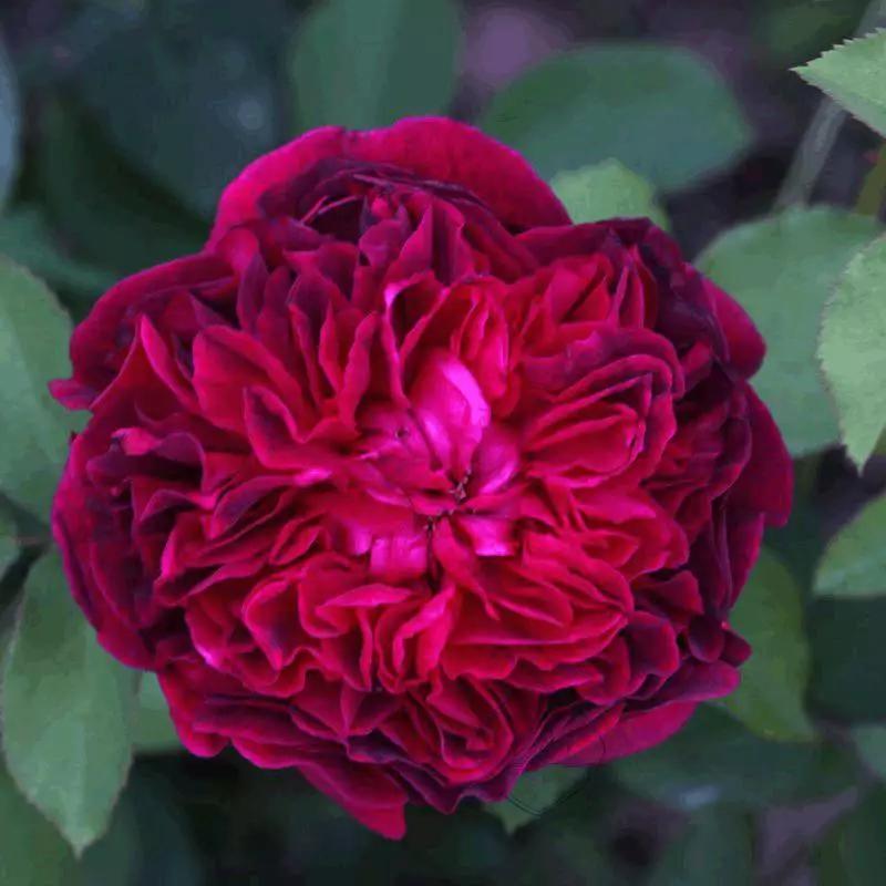 每天学习一点点——100种玫瑰品种科普