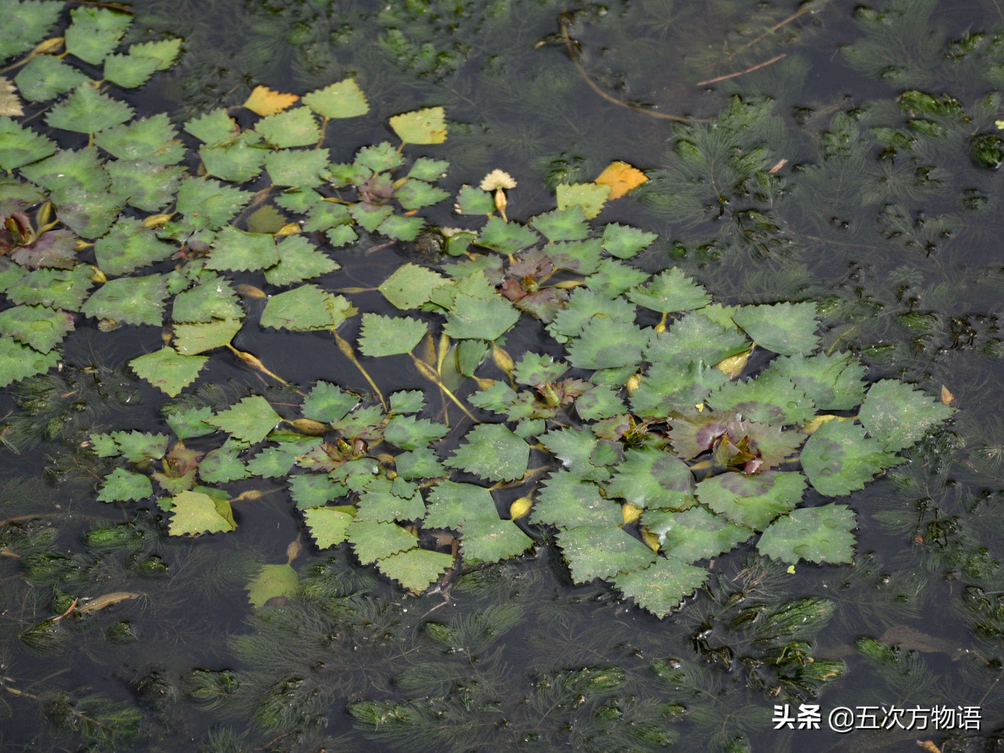 吃过菱角，却不知道菱角梗更好吃