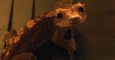 只要19.9元！3000+昆虫萌宠来袭！首届昆虫萌宠主题沉浸展空降武汉