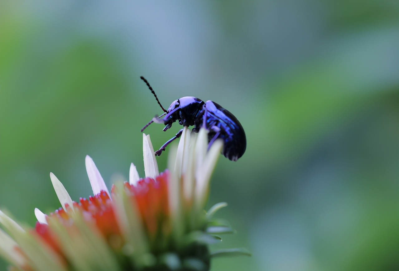 佳能最值得买的三个镜头,佳能全画幅无反推荐