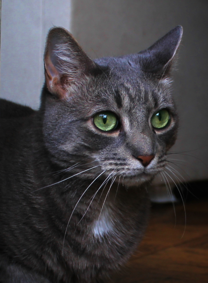 怎么给猫咪拍出好看的照片,怎样给猫拍照片