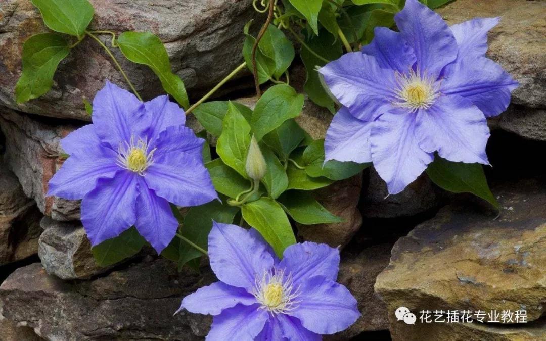 学花艺必备的花语,花艺师要知道的花与花语