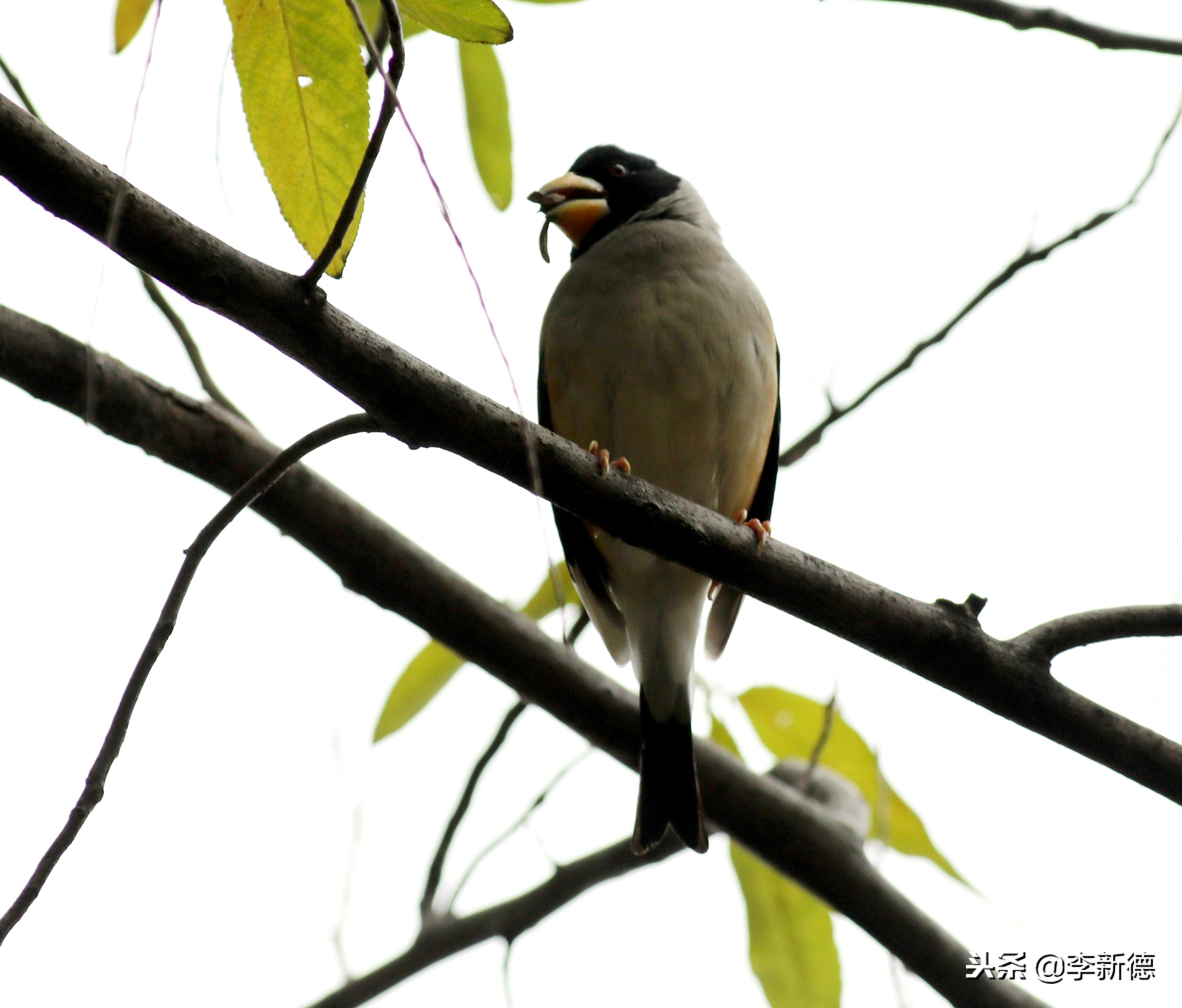 安徽铜嘴鸟,合肥拍鸟视频大全