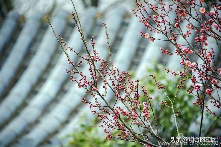 南京梅花山梅花开了吗,来南京梅花山赏梅花