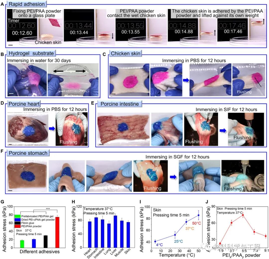 Science子刊：涂点粉，加点水，2秒就让伤口愈合、止血？