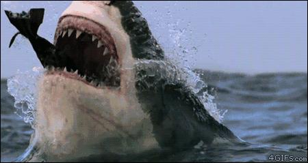 海洋中几乎无敌的大白鲨,真正的大白鲨和巨齿鲨的图片