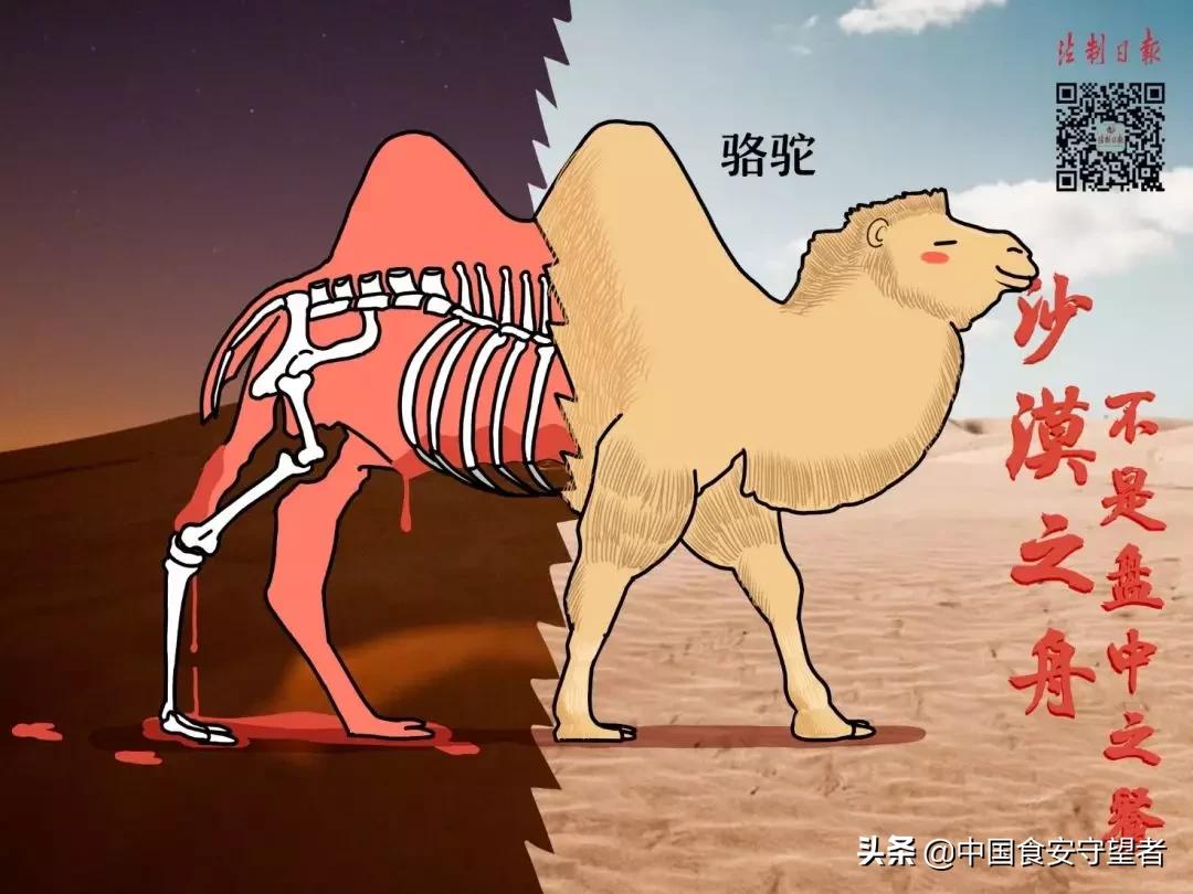 40种野生动物是哪些不能吃的,能吃的野生动物有哪些