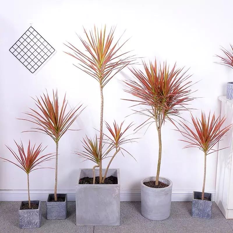 吸甲醛净化空气最好的绿植,除甲醛净化空气的室内绿植