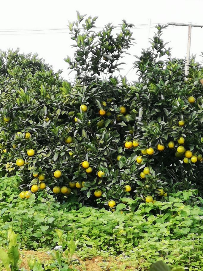 海南琼中橙多少钱一斤,海南琼中橙橙农场