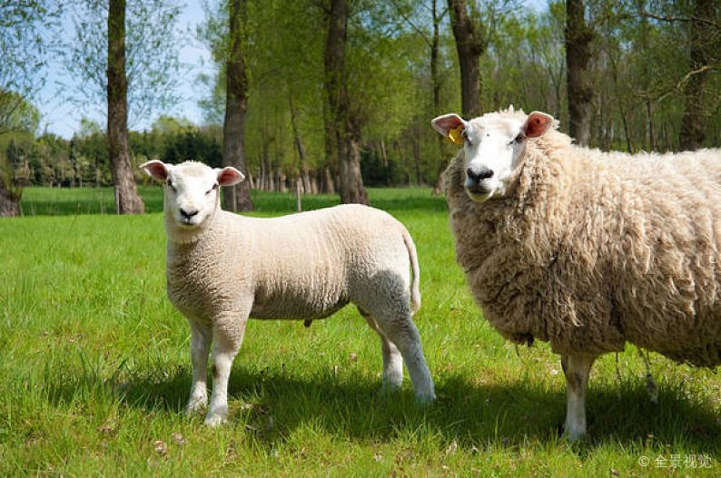 羊喂青储怎么预防酸中毒,羊吃发霉饲料中毒症状